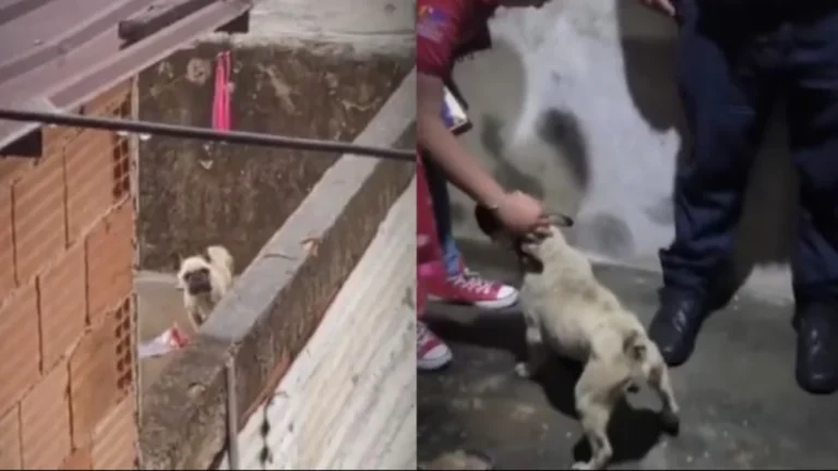 Rescatan a perro maltratado en una casa de Petare: su dueño se fue del país