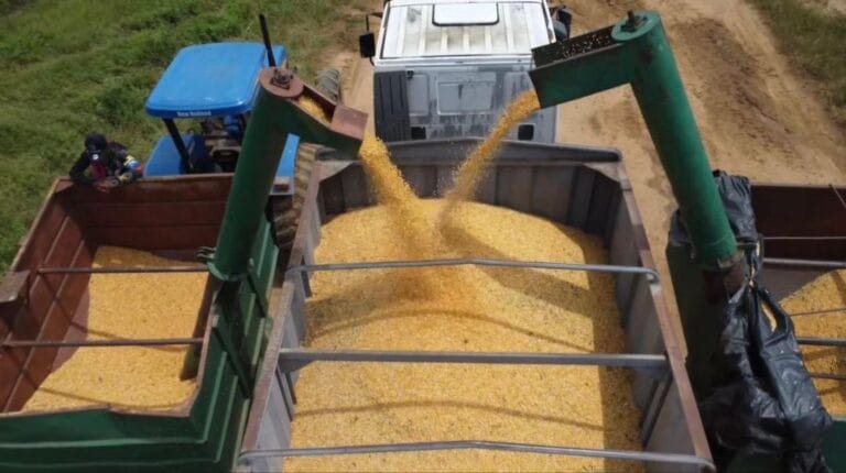 Guárico rompe récord histórico con la siembra de 170 mil hectáreas de maíz