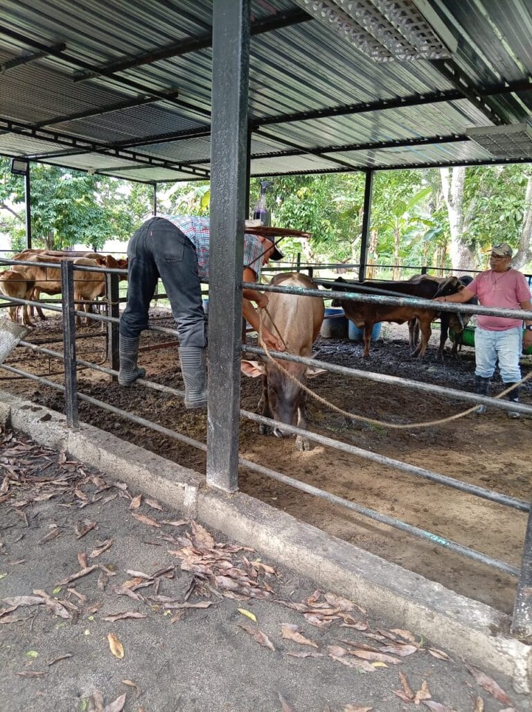 Gobernación de Yaracuy refuerza el plan de vacunación contra la fiebre aftosa con personal especializado