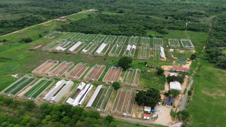 Avanza Plan Integral de Siembra de Maíz 2026 en Bolívar 