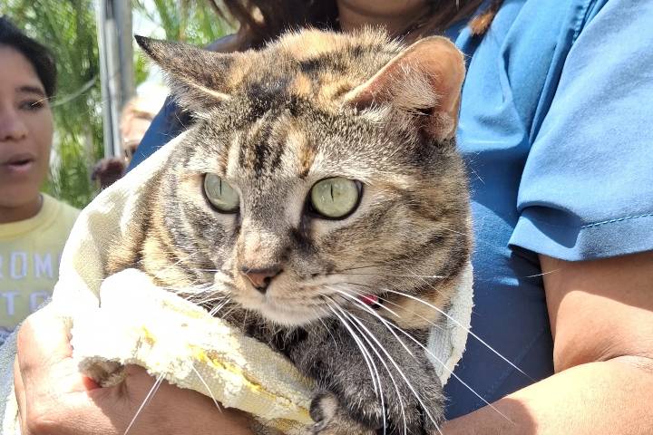 Misión Nevado ha rescatado más de 530 animales en La Guaira tras sismos