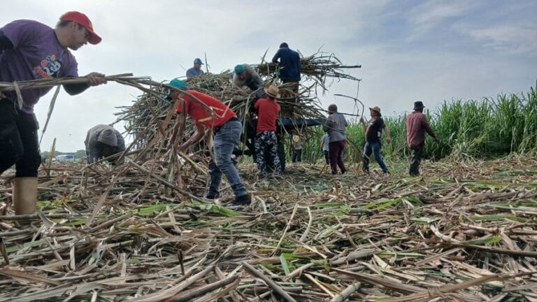 Yaracuy impulsa Plan Agroalimentario Comunal con la siembra de 100 hectáreas de semillas de caña de azúcar